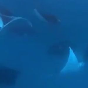 Meet your Posher, Fardowsa